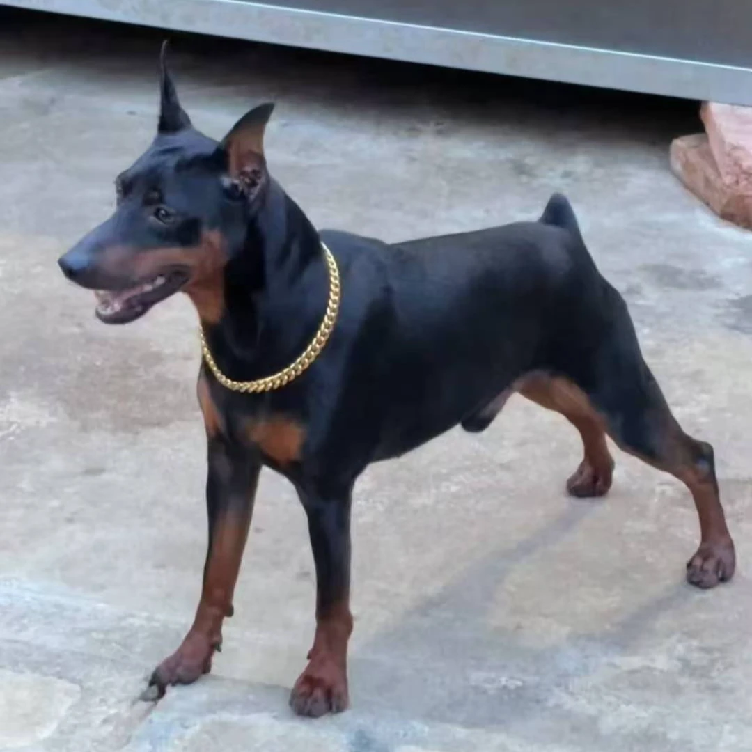卧龙山杜宾宠物狗狗高级宠物伴侣犬小型犬宠物看家护院陪伴