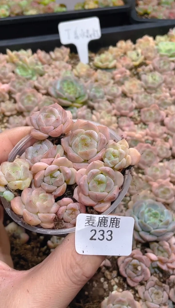 233丁香水晶灯    量拍