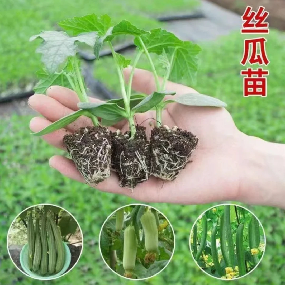 各种丝瓜苗带土直发早熟高产大肉好活