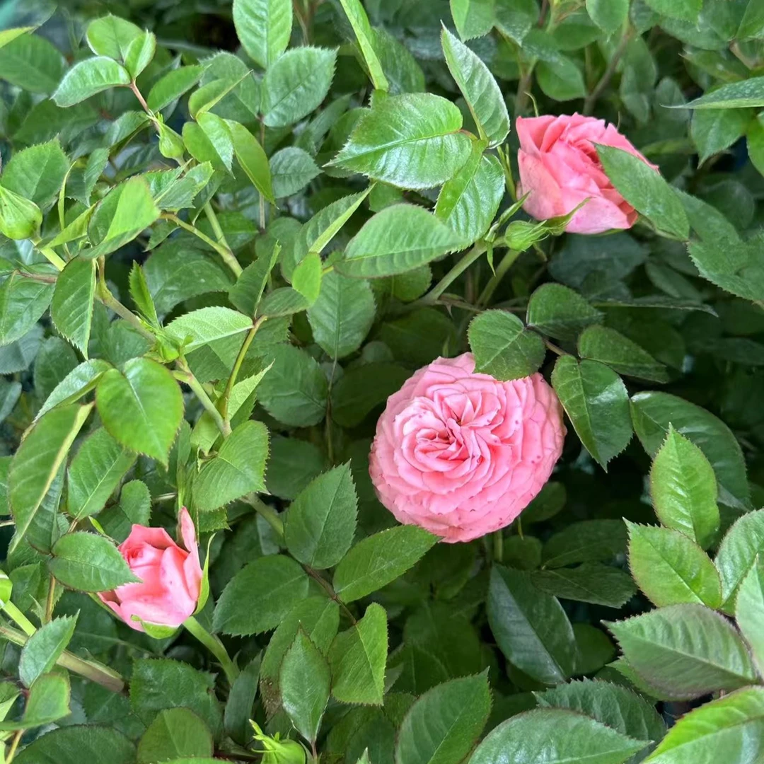 月季花盆栽带花苞庭院阳台绿植室内外花卉植物欧月月季花仙度瑞拉