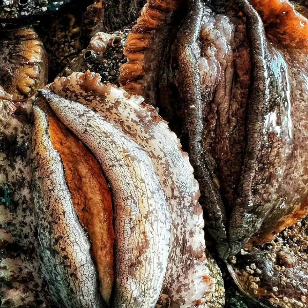 鲜活大鲍鱼海捕鲍鱼当季产品海鲜