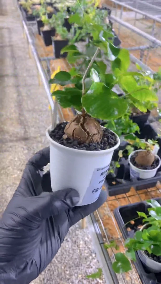 【闪购商品】南非龟甲龙FB-610