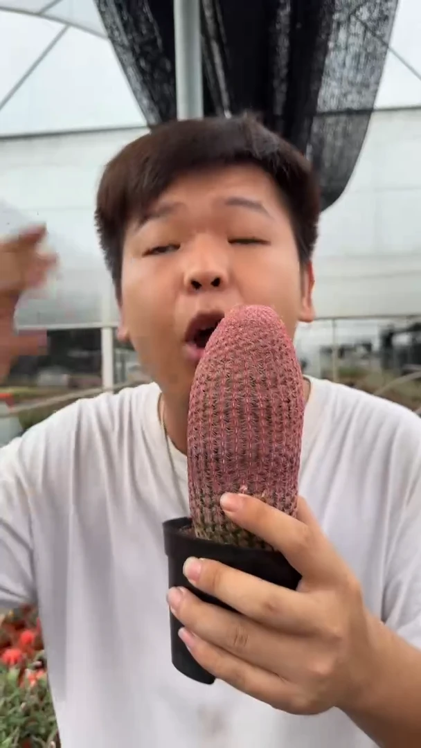 大单头 红太阳 带根
