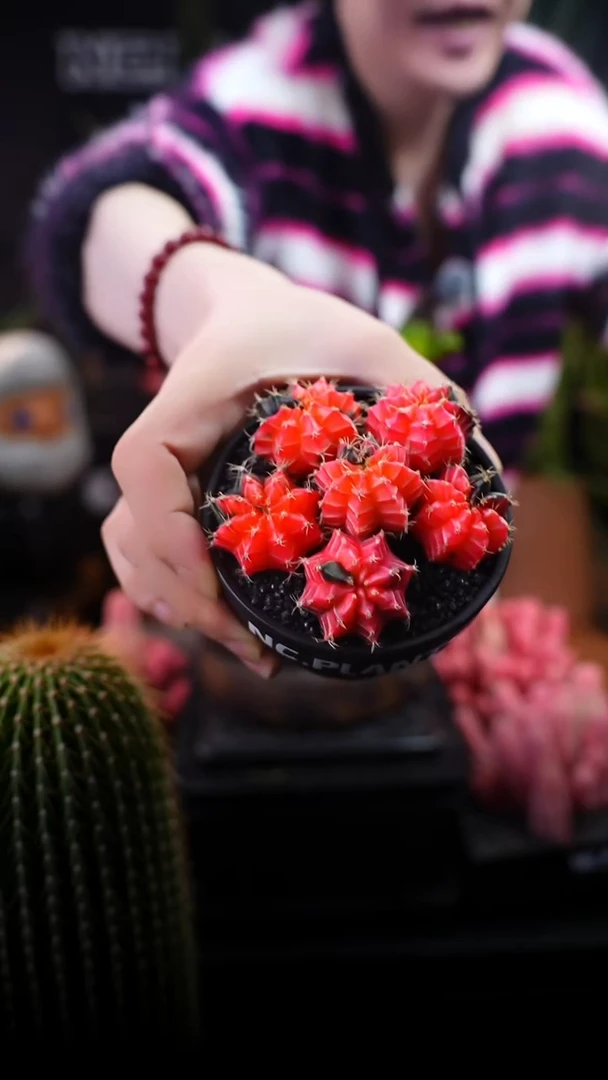 无花朵小满江红（一物一拍