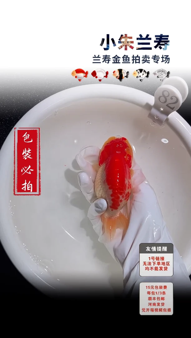 金鱼包装必拍未拍顺丰到付82号