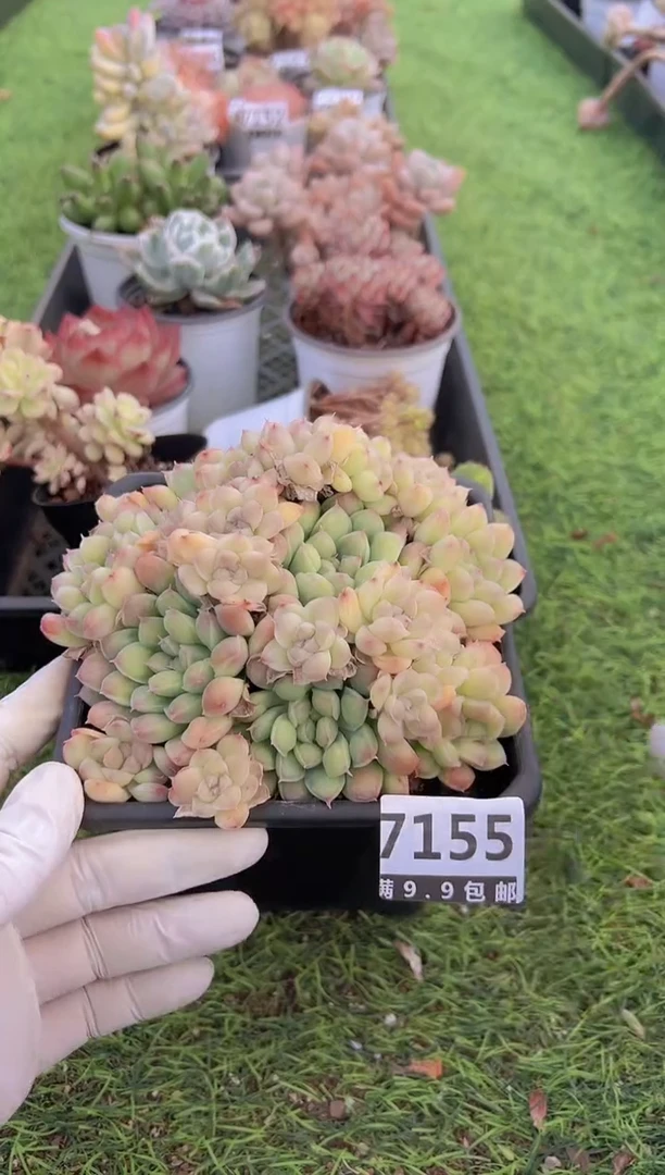 【闪购商品】信福多肉一物一拍