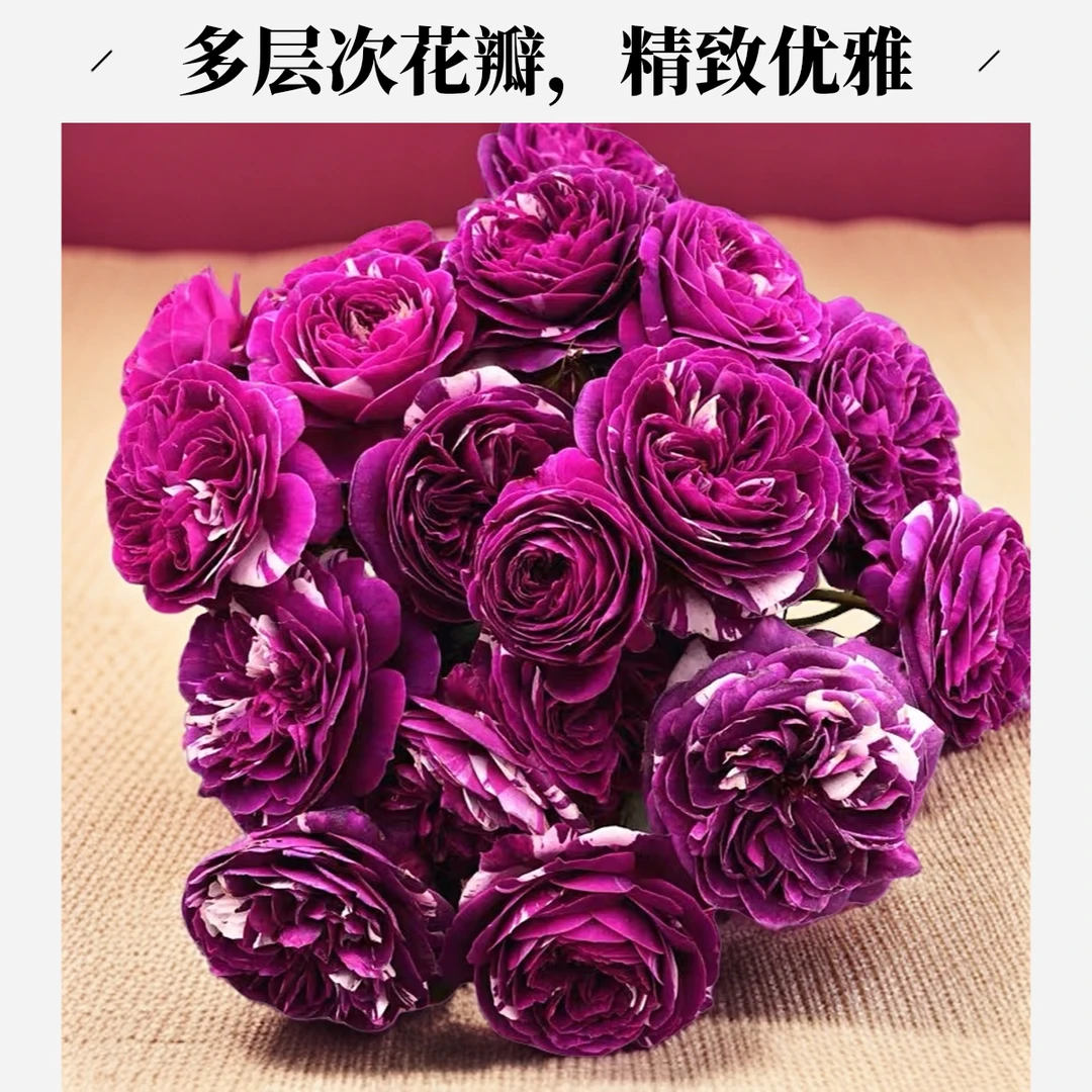 【顺丰包邮】芬芳宝石棒棒糖树桩月季四季开花大花浓香庭院阳台楼顶