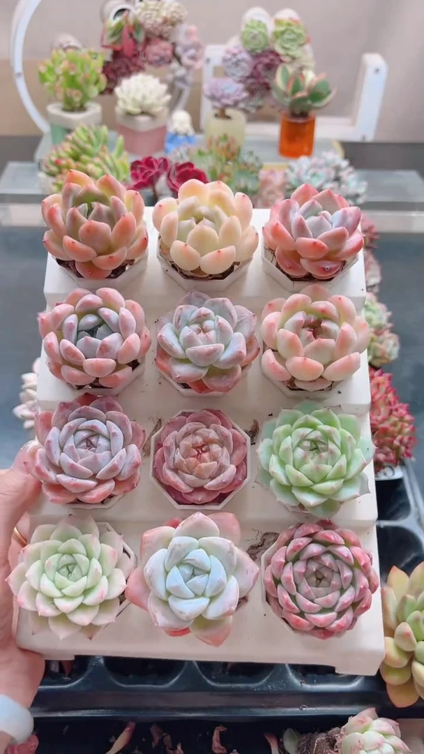 糖****?指定12棵单头（已送三）