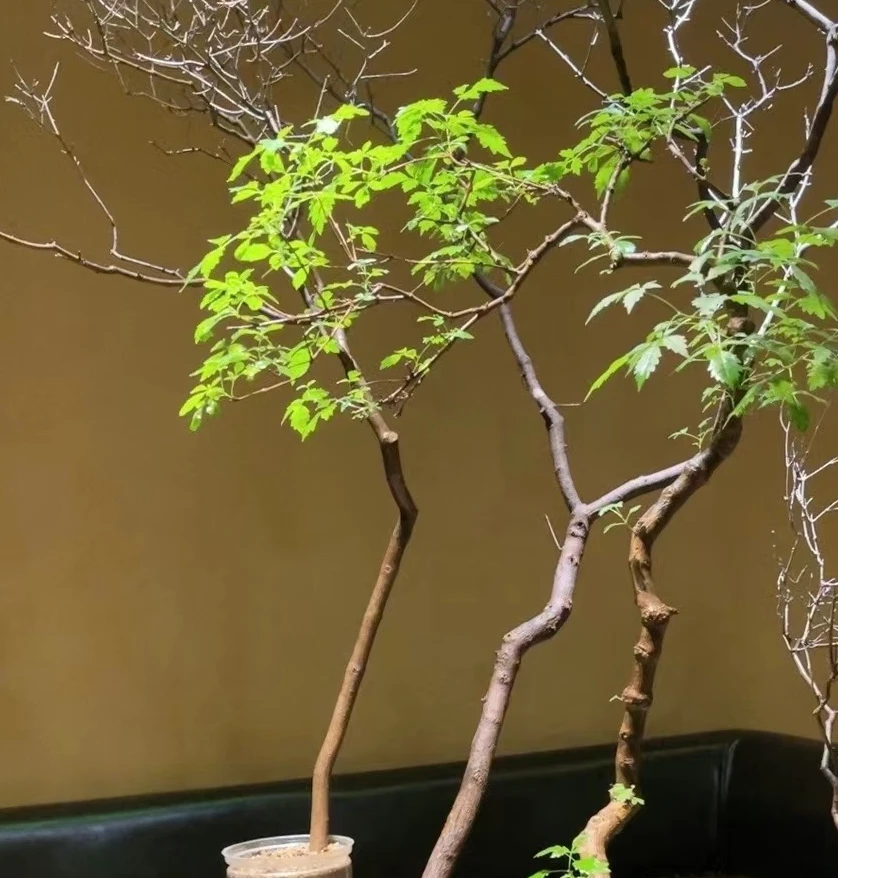 太行小叶崖荆盆栽易成活适合茶台庭院摆放绿植园艺