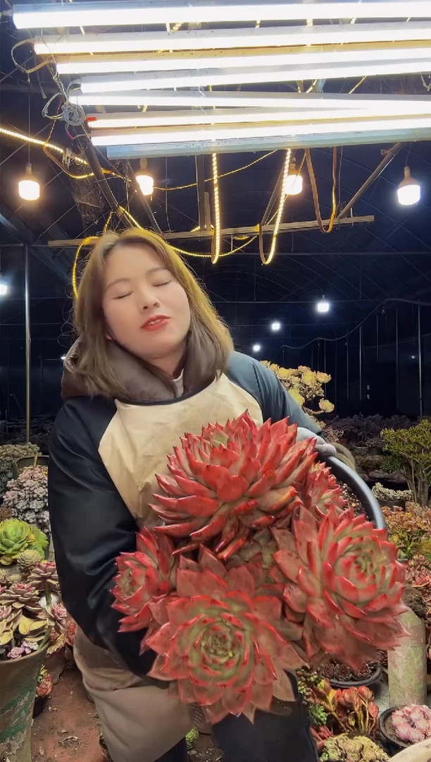 【闪购商品】3号一物一拍脱土包邮