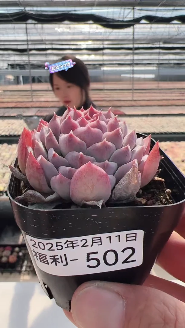 【闪购商品】福利多肉-502