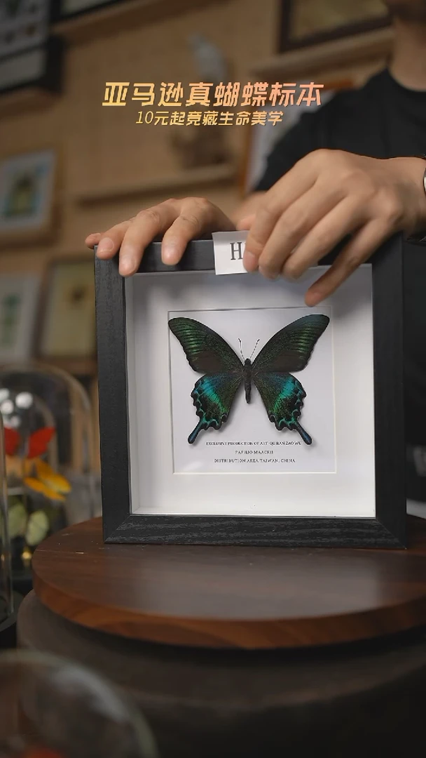 有机玻璃绿带翠凤蝶夏型7寸方框简约版