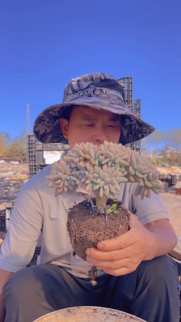 105淡雪缀化一物一拍