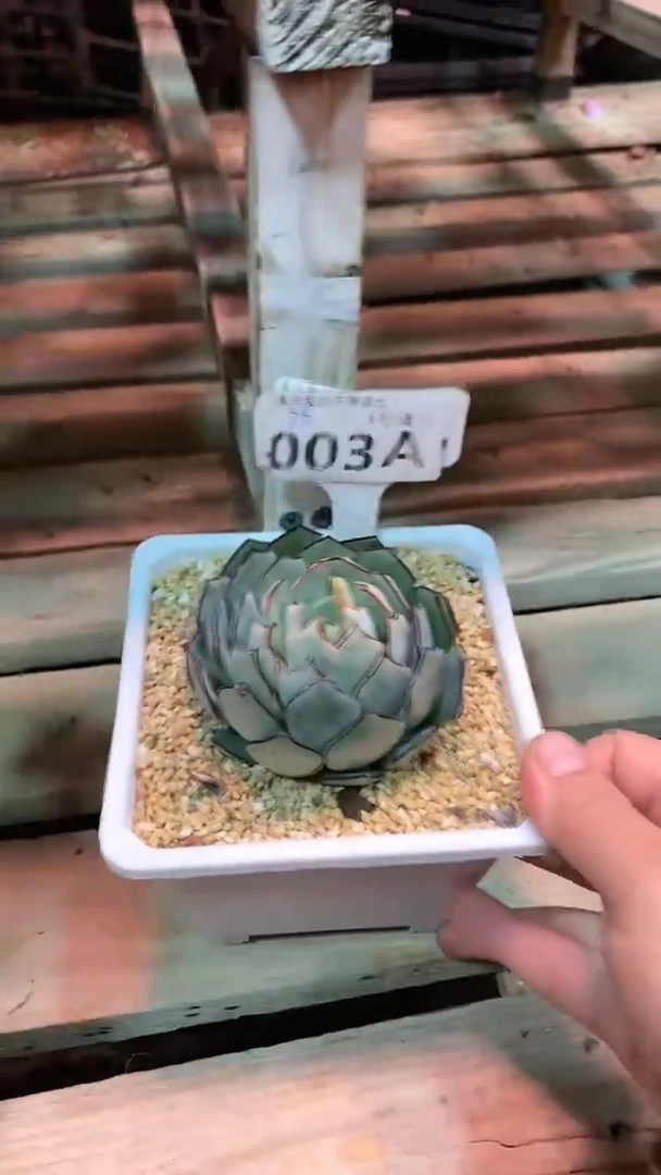 【闪购商品】003AAA