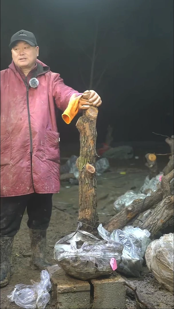 完全开放枣树217