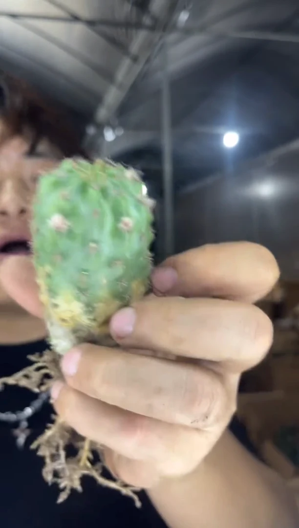 4颗 单头 极光【带根】