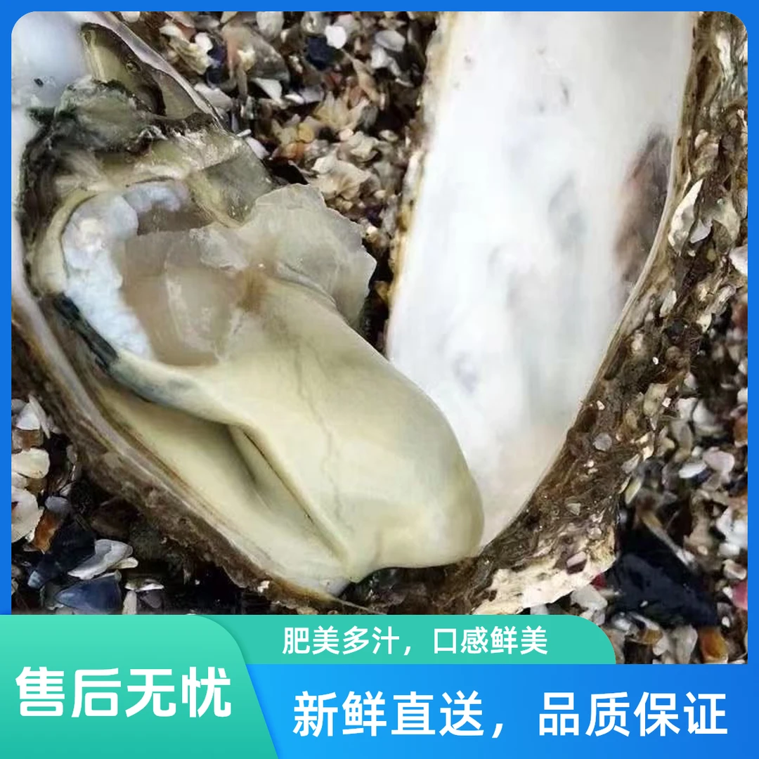 正宗乳山生蚝鲜活顺丰发货新鲜牡蛎肥美海鲜5斤装