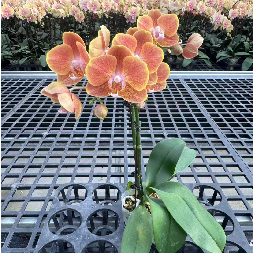 蝴蝶兰【黄金万两双】鲜花盆栽室内观赏花花佛山基地直发好养易活