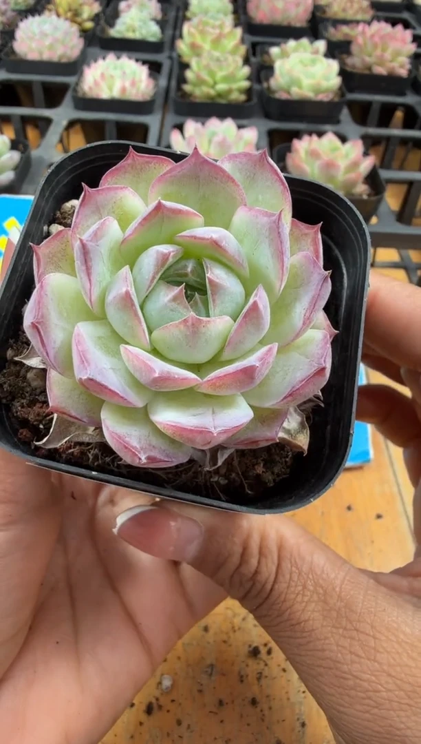 东云多肉园二店-99