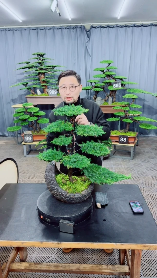 无花朵盆景......