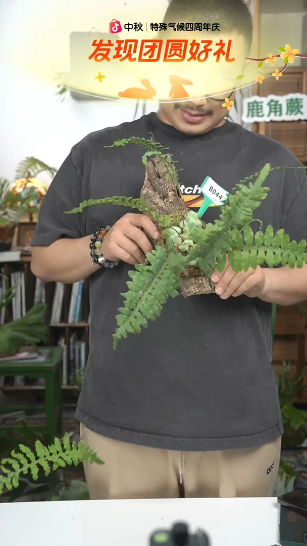 不开花植物B044-上板蓝蚁蕨
