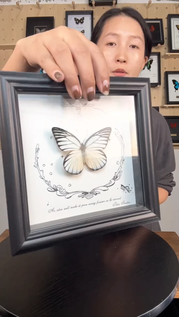 锯粉蝶蝴蝶标本装饰画6寸框