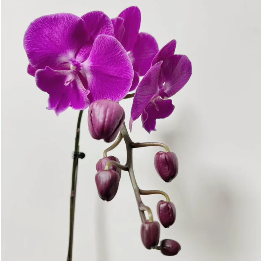 蝴蝶兰【喜上喜】3.5寸杯 大舌头年宵花  带花带花苞  不配篮