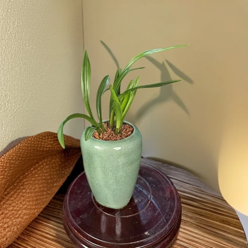 建兰（九仙荷蝶）矮种盆栽四季兰