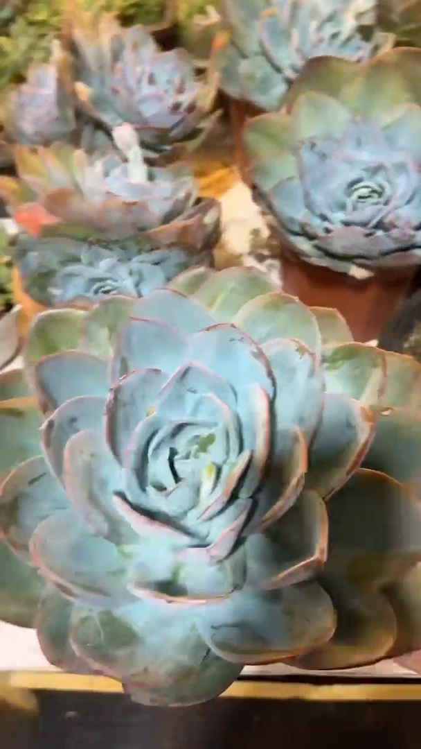 布鲁克林的蓝          25