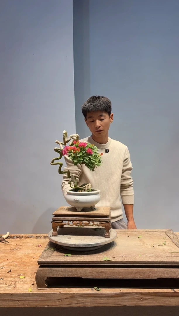 以实际为准三角梅A01