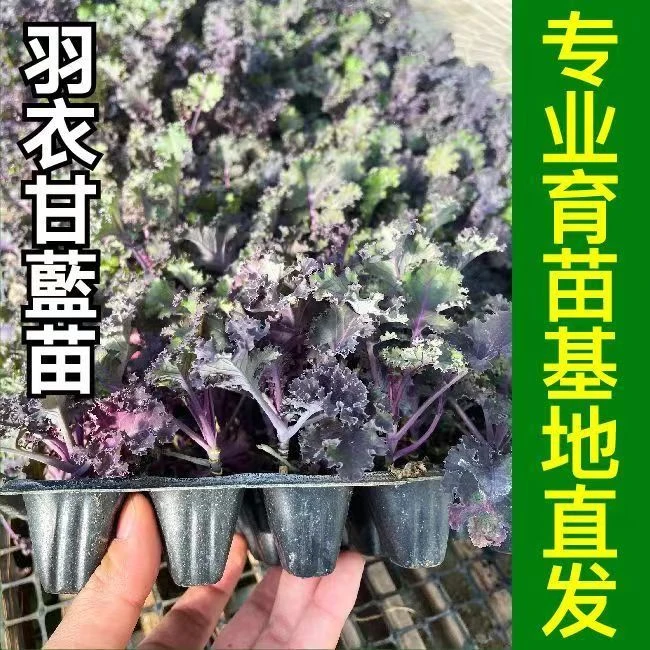 紫羽衣甘蓝秧苗带土球食用观赏绿羽衣甘蓝苗盆栽小院四季