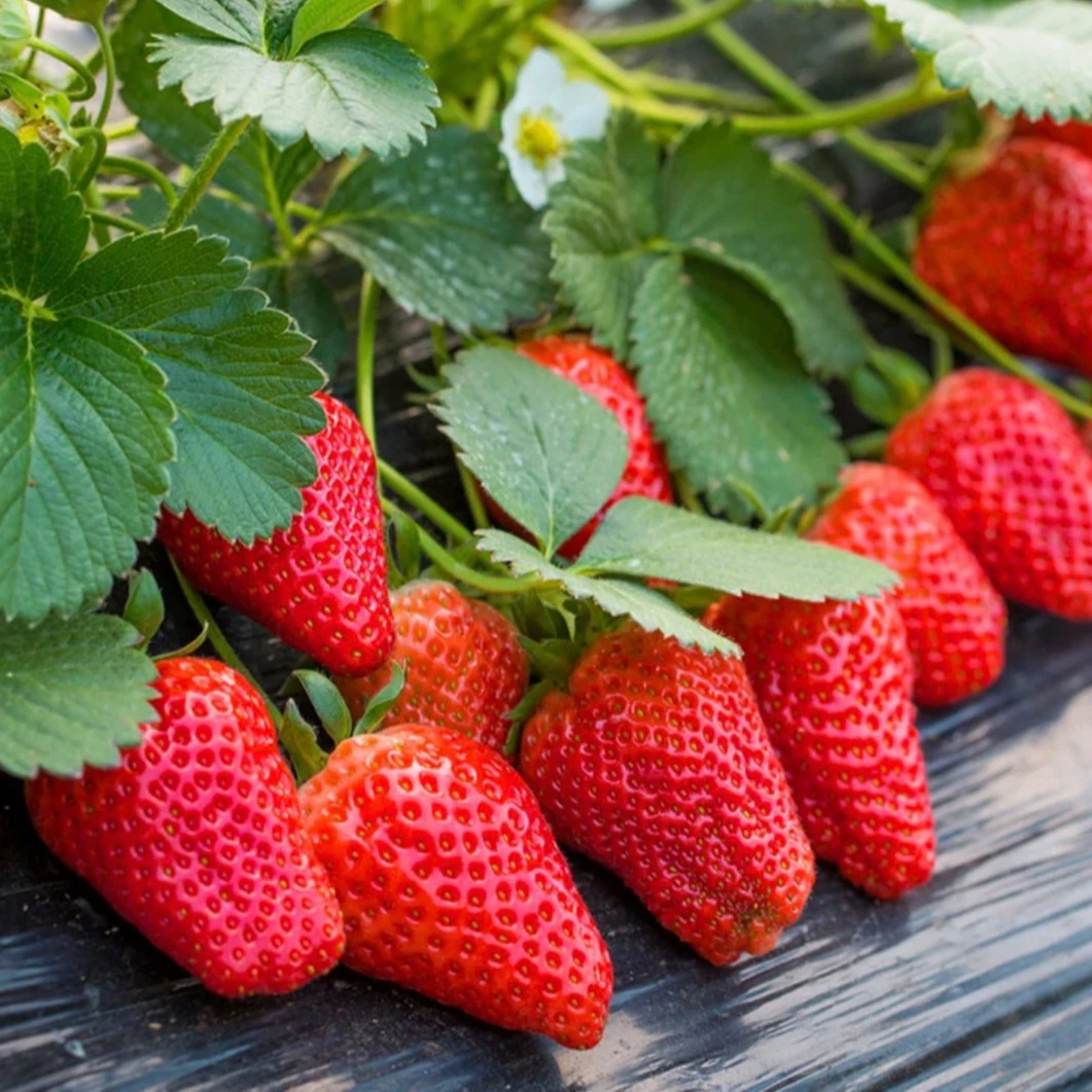 【奶油草莓种子】四季播种白草莓种子阳台盆栽新手易种蔬菜室外