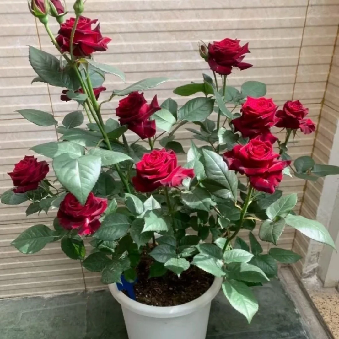 【盆栽月季】天鹅之乡强根月季花期长可地栽可盆栽