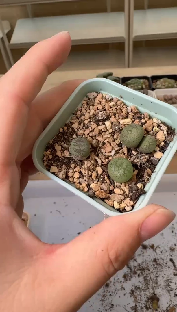 24-53多肉植物肉锥
