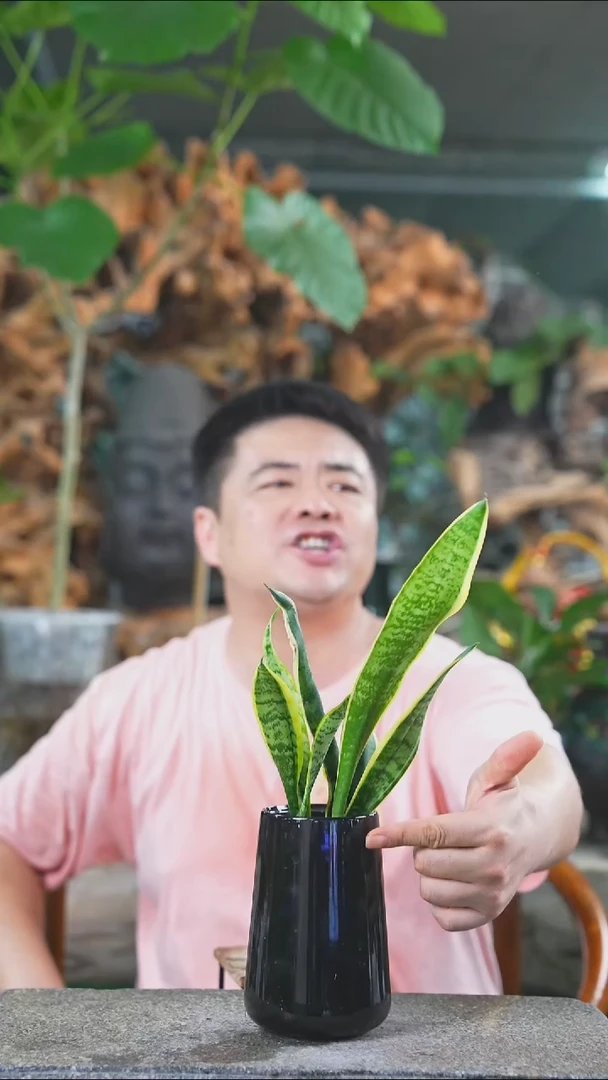 完全开放虎皮兰236T