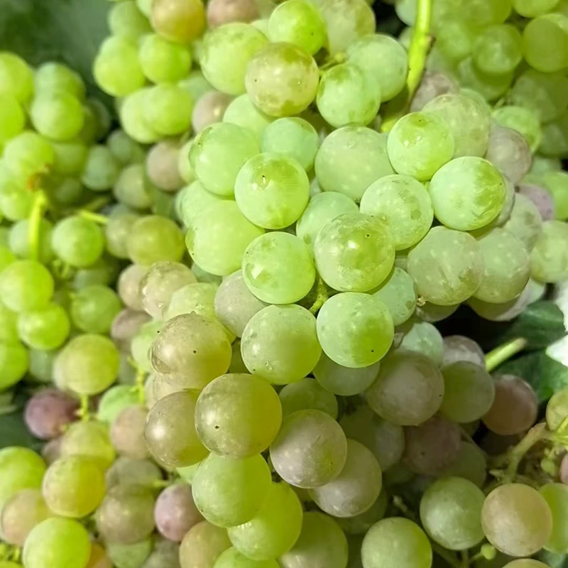 本地葡萄 新鲜现摘 酸酸甜甜重庆市