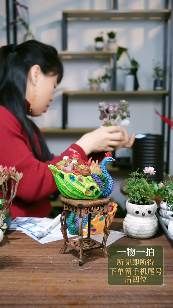 【闪购商品】114--1181多肉白黑+海马几