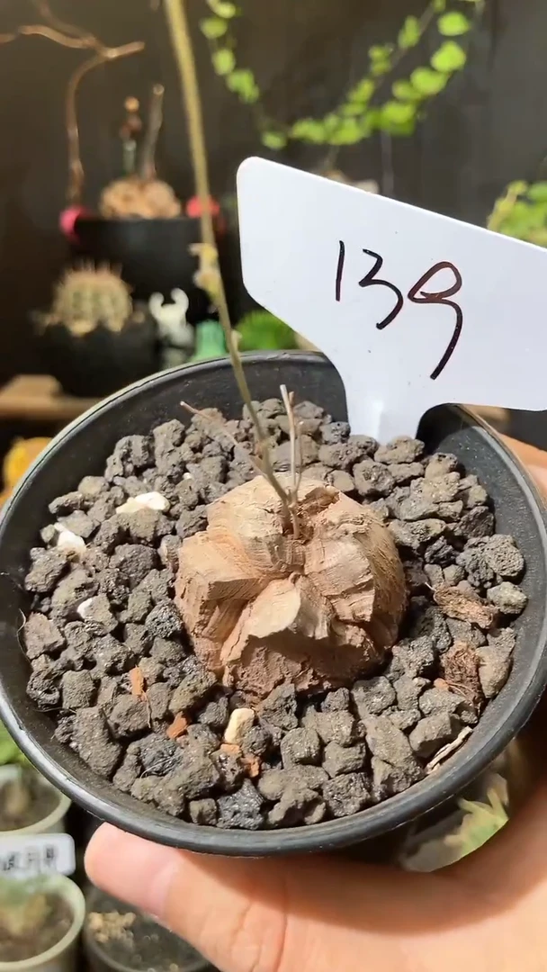 25号724甄选南非龟甲龙单颗