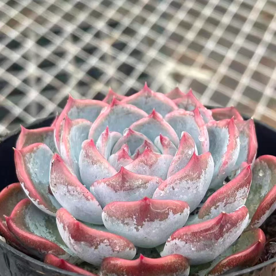 云熙尧多肉 云南七彩多肉植物组合盆栽 不同品种 四季养护