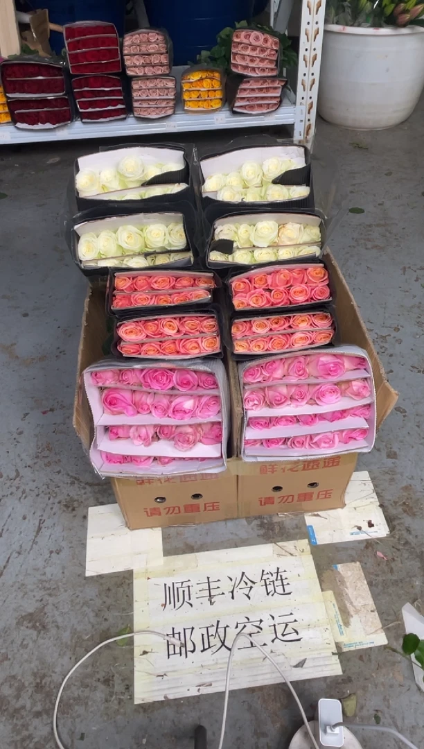 桃红20枝+朱小姐20枝+白雪山20枝