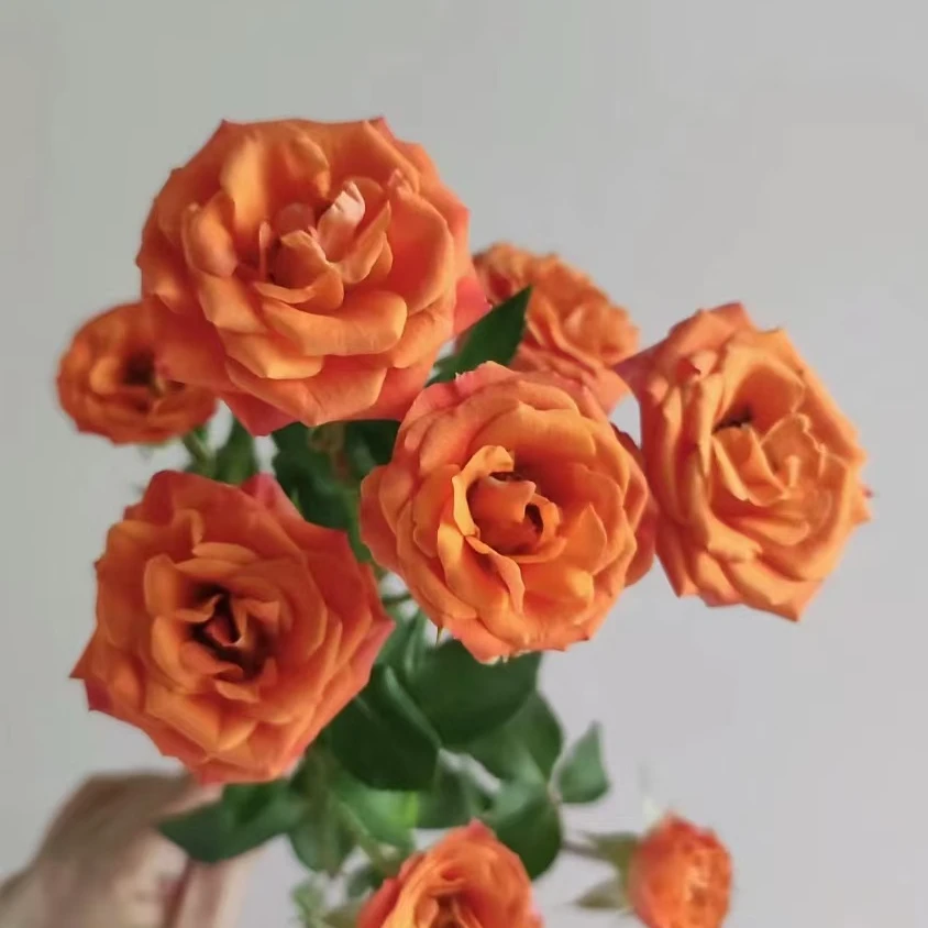 【橙色芭比多头玫瑰】云南昆明鲜花基地优质鲜切花