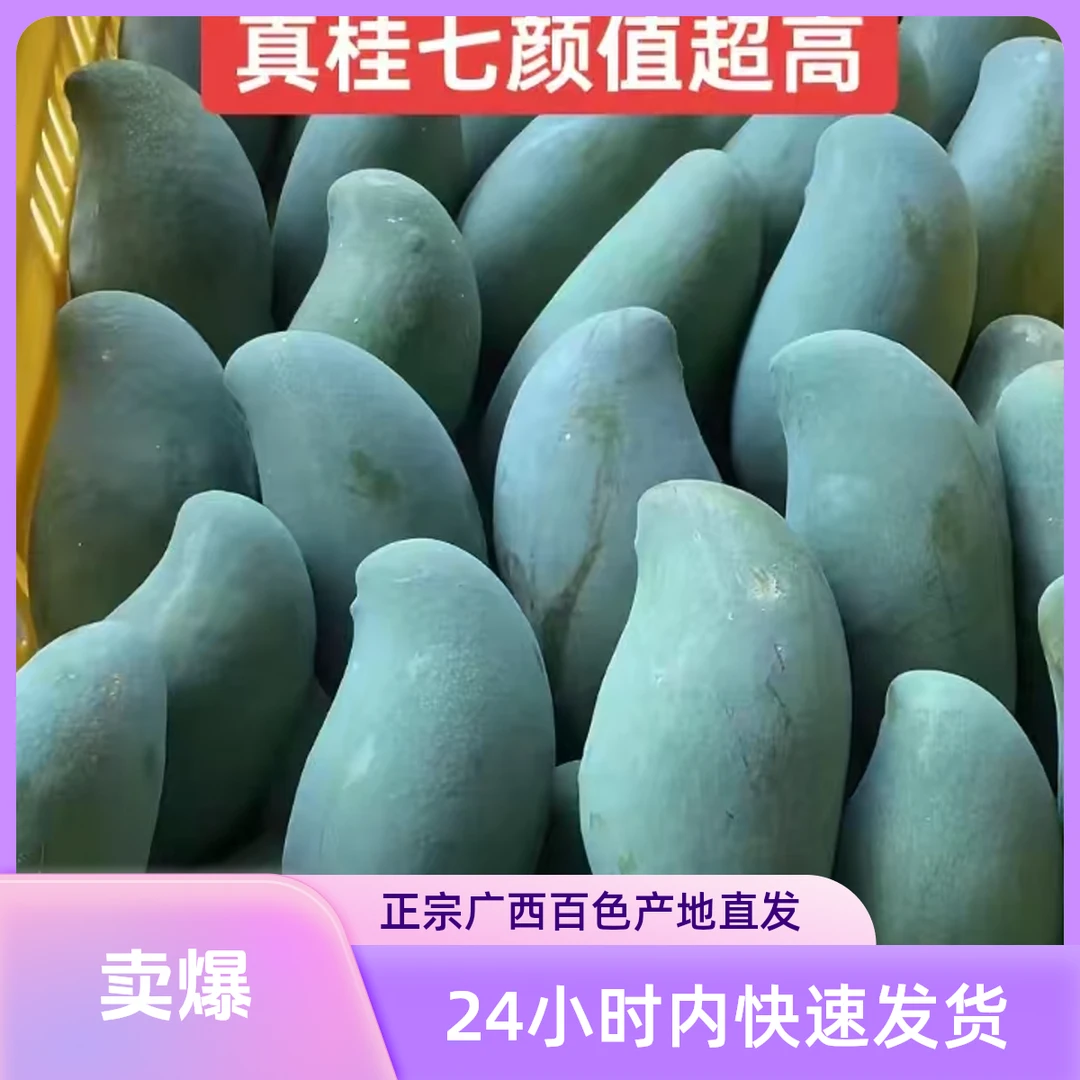 AA净重5斤正宗广西百色田东桂七新鲜现摘老树花桂七芒