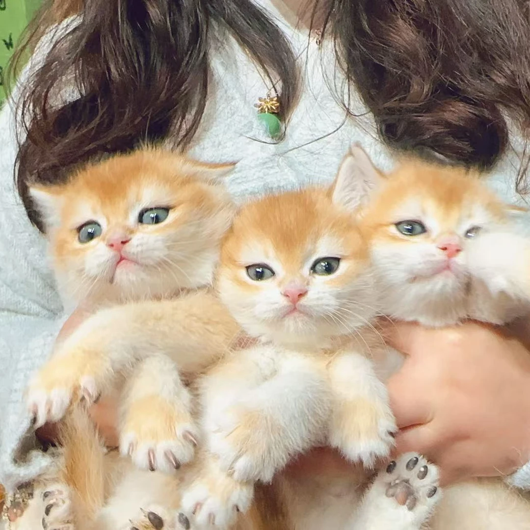 全品种纯种包含金渐层蓝猫布偶缅因等