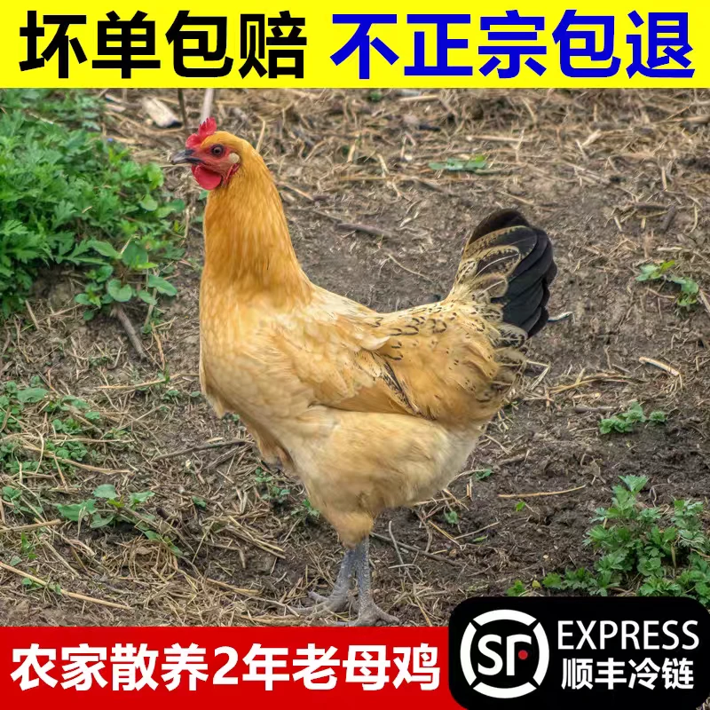 农家散养两年黄油老母鸡整只现拍现杀草鸡顺丰发货（2只装）