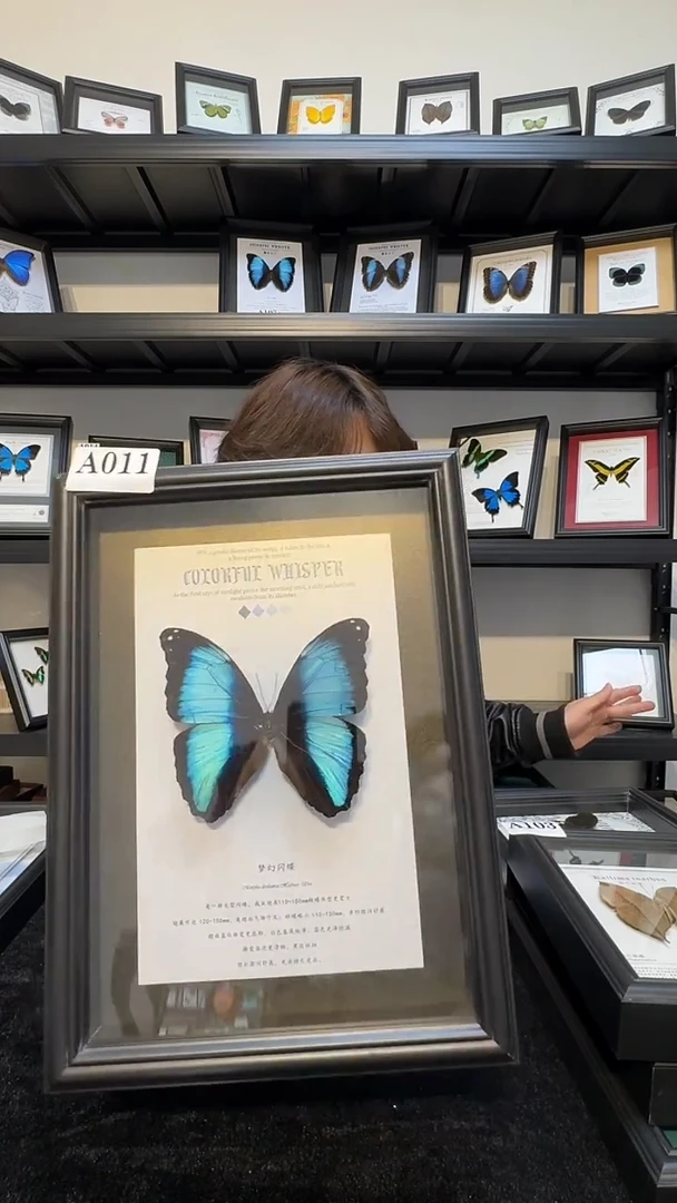 玻璃真实蝴蝶标本