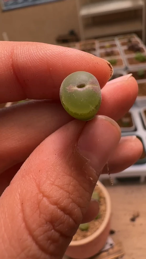 美丽的肉石头-158