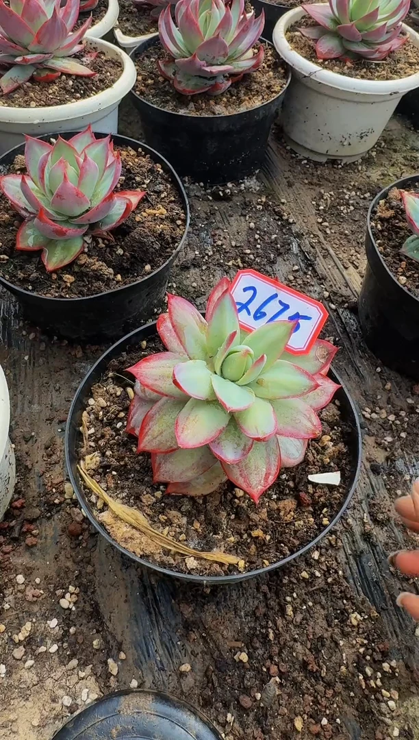 2675惊鸿仙子（裸根发货）（瑕疵）