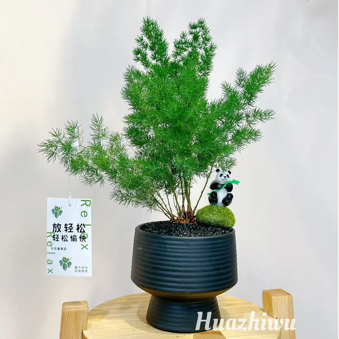 蓬莱松盆栽办公室绿植好养活室内四季常青桌面家养植物小松树盆景