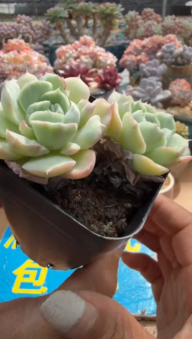 东云多肉园二店-385