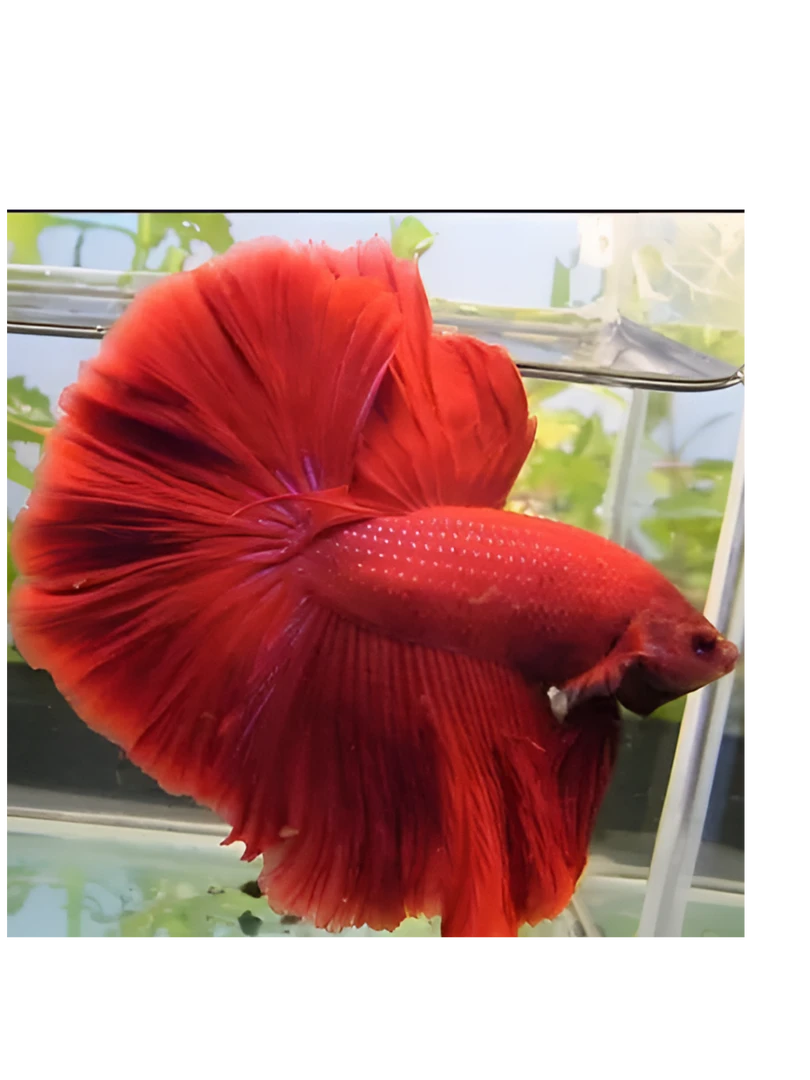 精品泰国斗鱼热带婚纱观赏鱼